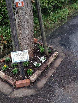 花街道の植え替え●